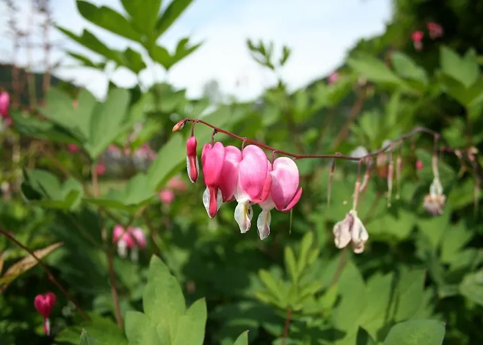 Dalsøren Og Campingplasser 2*